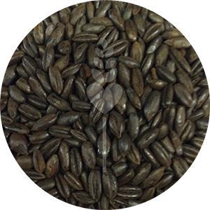 Chocolate Rye (Weyermann)