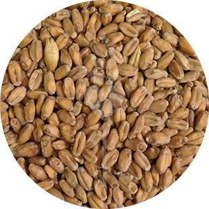 Red Wheat Malt (Briess)