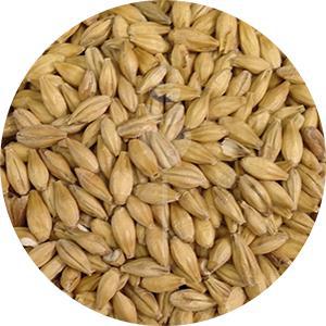 CaraFoam (Weyermann)