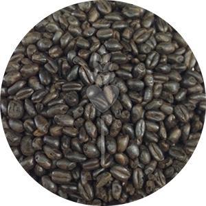 Midnight Wheat (Briess)