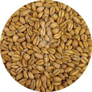 Torrified Wheat (Briess)